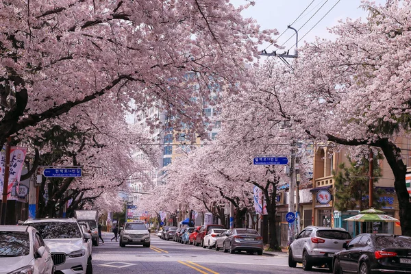 Jinhae Corée Mars 2019 Fleur Cerisier Dans Rue Jinhae — Photo