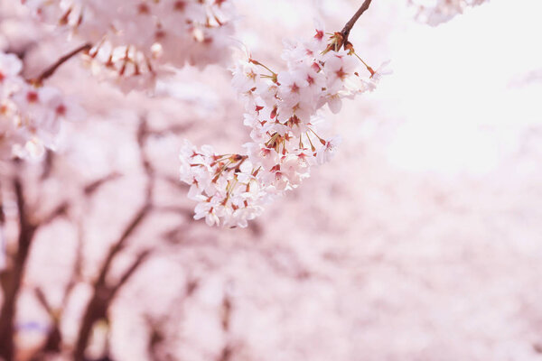 Весенний фон, сезон цветения сакуры
