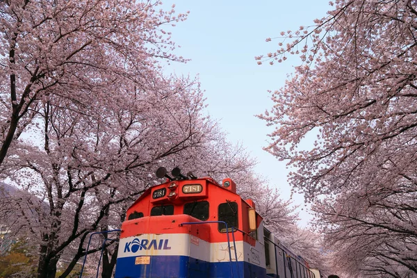 Jinhae Corée Mars 2019 Saison Des Fleurs Cerisier Station Gyeonghwa — Photo