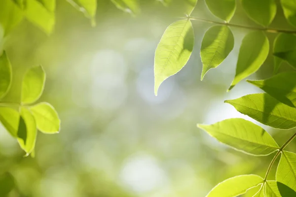 Fundo Natureza Borrada Com Folhas Árvore Verde — Fotografia de Stock