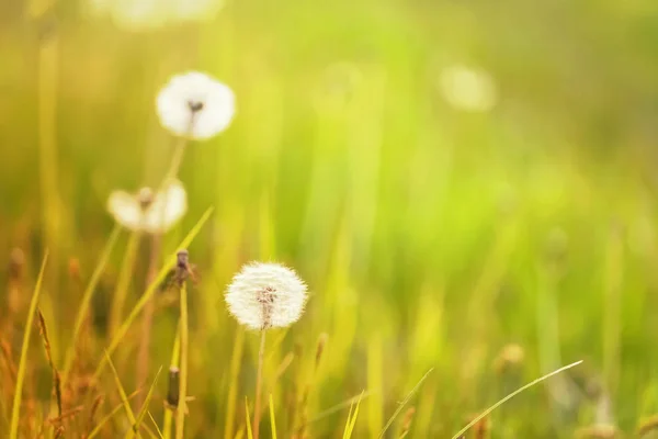 Prairie Ensoleillée Avec Des Pissenlits Fond Flou — Photo