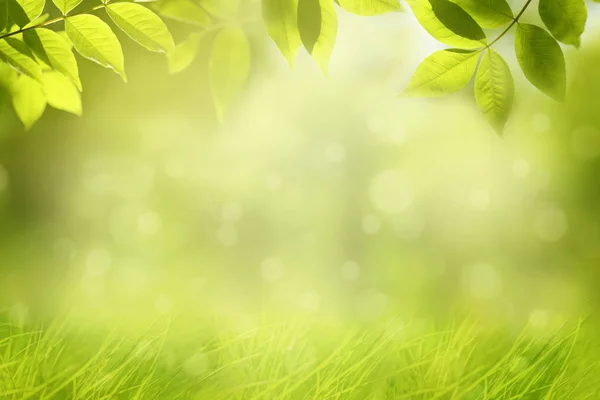 Frame Green Tree Leaves Grass — Stock Photo, Image