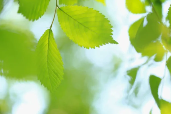 Wazig Natuur Achtergrond Met Groene Boom Bladeren — Stockfoto