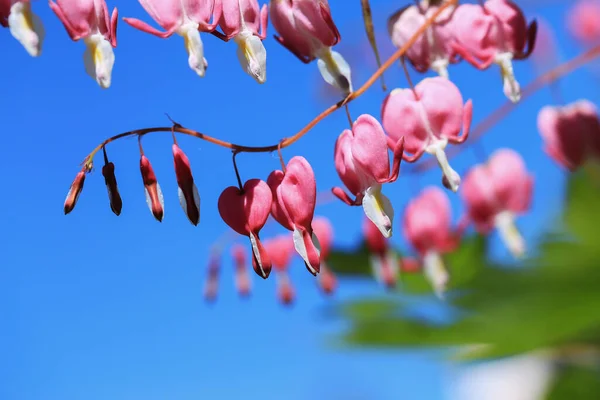 Blommor Dicentra Bruten Hjärta Blå Himmel Bakgrund — Stockfoto