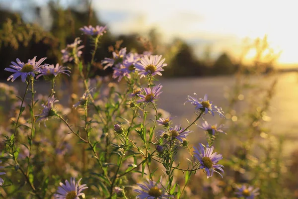 Podzimní Květiny Divoký Aster Při Západu Slunce — Stock fotografie