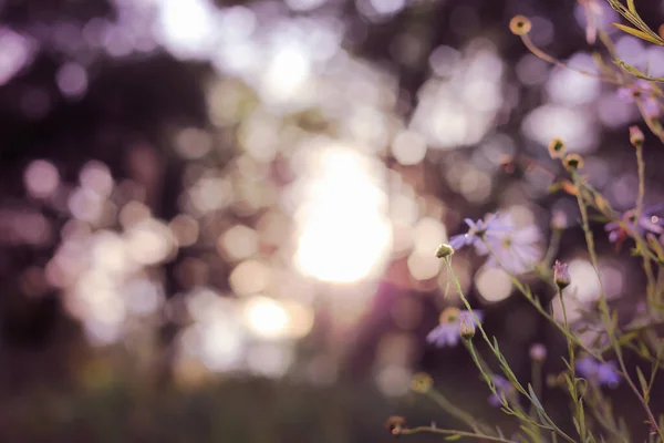 Verschwommener Naturhintergrund Natürliches Sonnenlicht Bokeh — Stockfoto