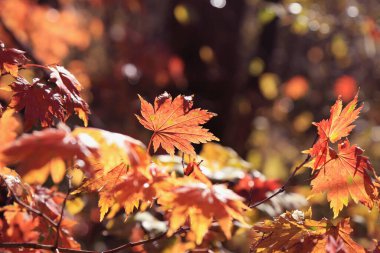 Akçaağaç yapraklı sonbahar arkaplanı