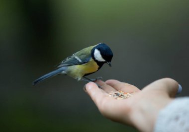 Parus major elinden yemek baştankara