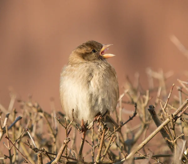 Malý Ptáček Passer Montanus — Stock fotografie