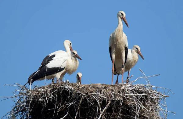 青空にコウノトリを巣します — ストック写真