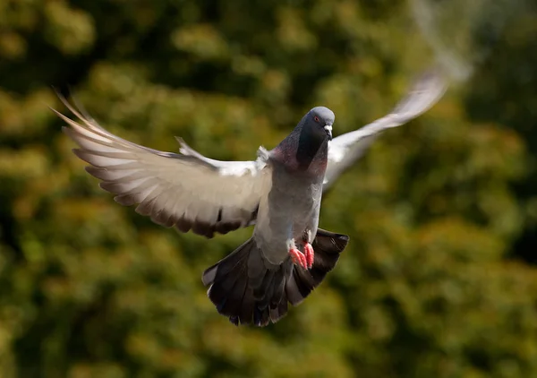 Taube Flug Mit Ausgebreiteten Flügeln — Stockfoto