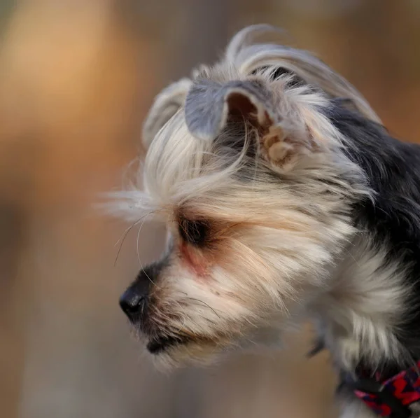 Portret Pięknego Młodego Psa Yorkshire Terrier — Zdjęcie stockowe