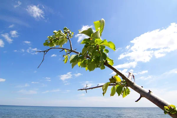 Gałązka Zielonych Liści Tle Morza Bałtyckiego — Zdjęcie stockowe