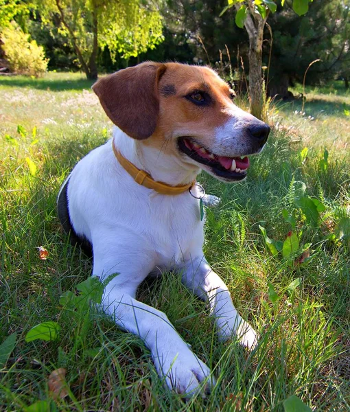 Porträt Eines Schönen Beagle Hundes — Stockfoto