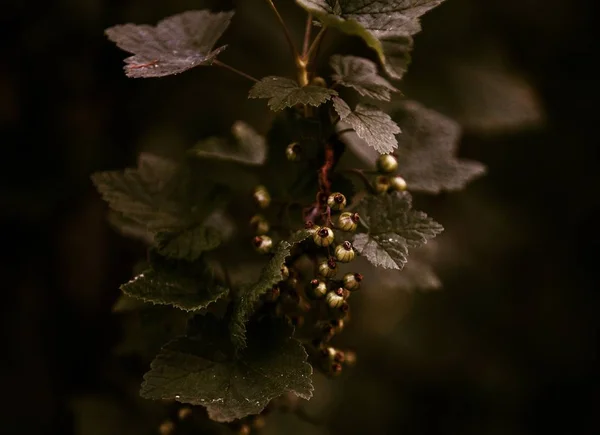 Banda Krásný Černý Rybíz — Stock fotografie