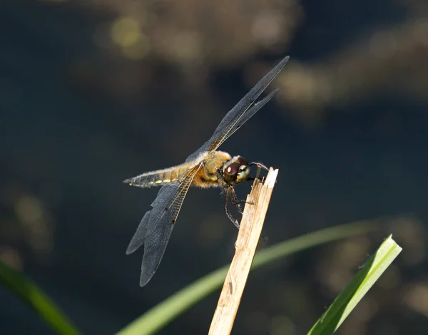 Dragonfly Spread Wings Sitting Reed — Stock Photo, Image