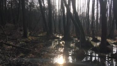 gizemli atılıyor, ıslak orman alanları