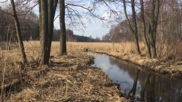 早春在湿地 小溪在森林 — 图库视频影像