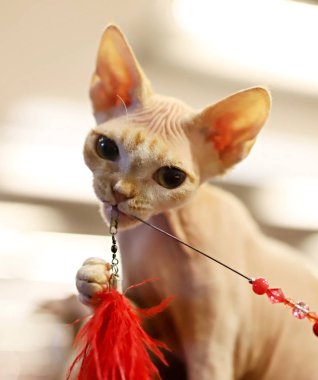 Kedi, safkan bir kedinin güzel portresi, sfenks 