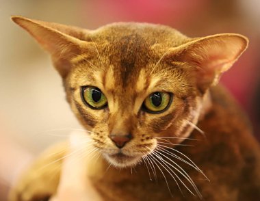 kedi, güzel a purebred kedi portresi