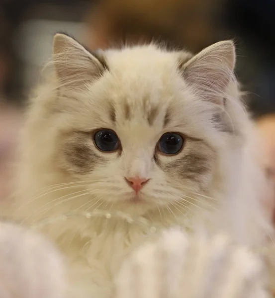 Cat Beautiful Portrait Purebred Cat — Stock Photo, Image