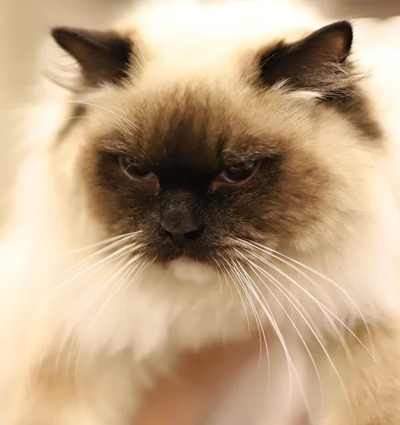 Retrato Hermoso Gato Pura Sangre Con Una Mirada Amenazante — Foto de Stock