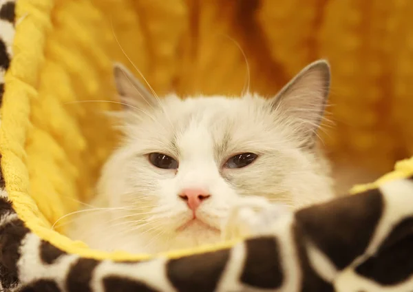 Hermoso Retrato Gato Pura Raza — Foto de Stock