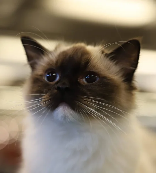 Hermoso Retrato Dulce Pura Raza Gatito — Foto de Stock