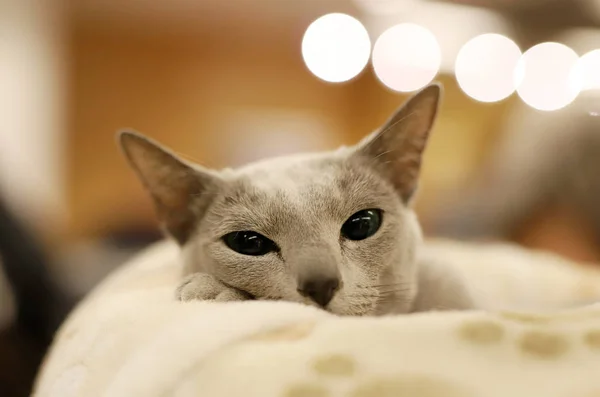 Cat Beautiful Portrait Purebred Cat — Stock Photo, Image