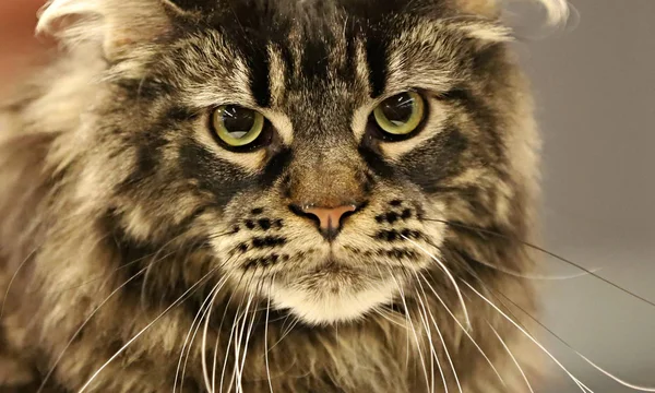 Gato Hermoso Retrato Gato Pura Raza — Foto de Stock