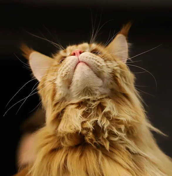 Gato Hermoso Retrato Gato Pura Raza — Foto de Stock