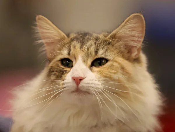 Gato Hermoso Retrato Gato Pura Raza — Foto de Stock