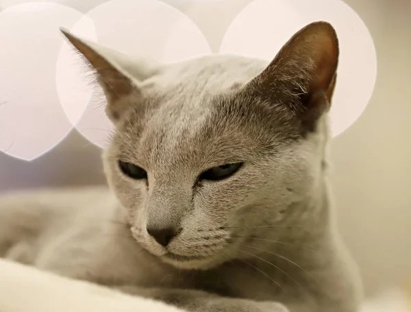 Gato Hermoso Retrato Gato Pura Raza — Foto de Stock