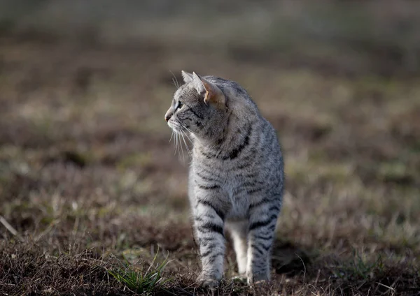 Kedi Kedi Gözleri Profilden Vurdu — Stok fotoğraf