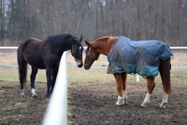iki güzel atlar podyuma erken baharda Polonya Köyü