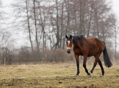 at, kırsal, erken ilkbaharda, tam kare fotoğraf güzel bir Lehçe at portresi