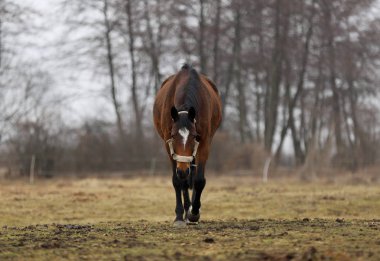 at, kırsal, erken ilkbaharda, tam kare fotoğraf güzel bir Lehçe at portresi