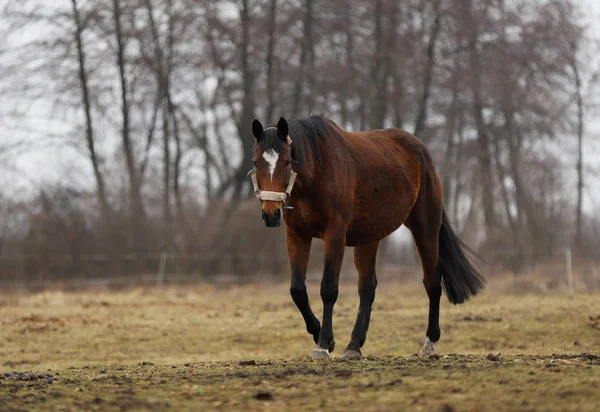 Koně Portrét Krásné Polské Koně Krajině Brzy Jaře Plnoformátový Fotografie — Stock fotografie