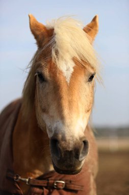 at, kırsal, erken ilkbaharda, tam kare fotoğraf güzel bir Lehçe at portresi,