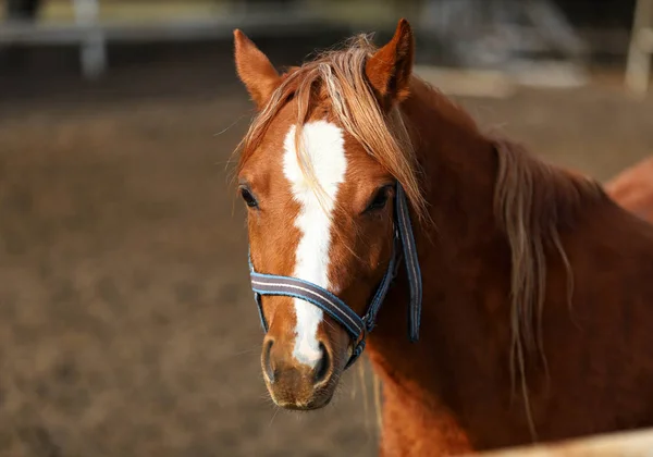 Koně Portrét Krásné Polské Koně Krajině Brzy Jaře Plnoformátový Fotografie — Stock fotografie