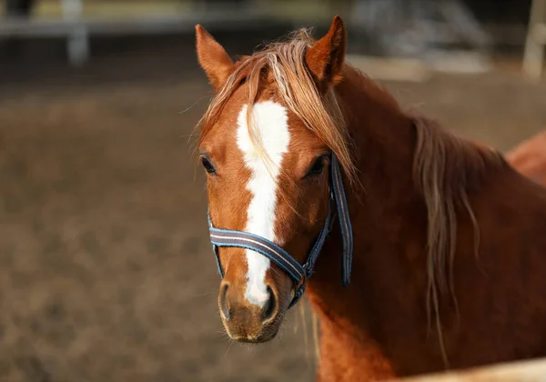 Cavalo Retrato Belo Cavalo Polonês Campo Início Primavera Fotografia Quadro — Fotografia de Stock