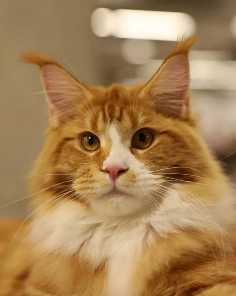 Retrato Gato Raza Pura — Foto de Stock