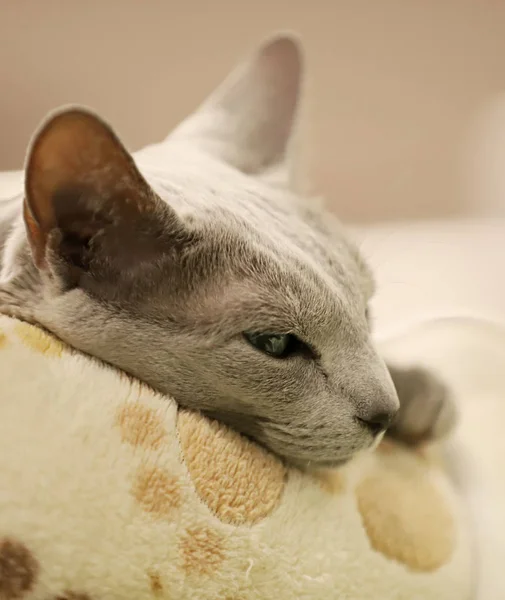 Retrato Gato Raza Pura — Foto de Stock