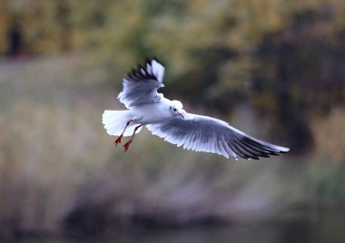 martı suyun üzerinde uçuyor.