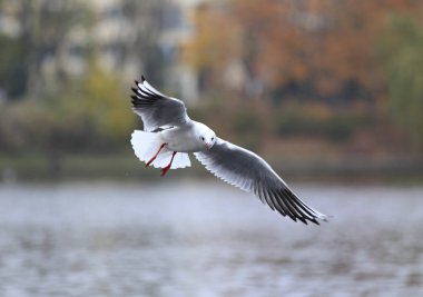 martı suyun üzerinde uçuyor.