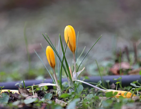 Krokus Wiosna Kwiat — Zdjęcie stockowe