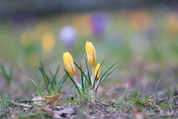 Krokus Wiosna Kwiat — Zdjęcie stockowe