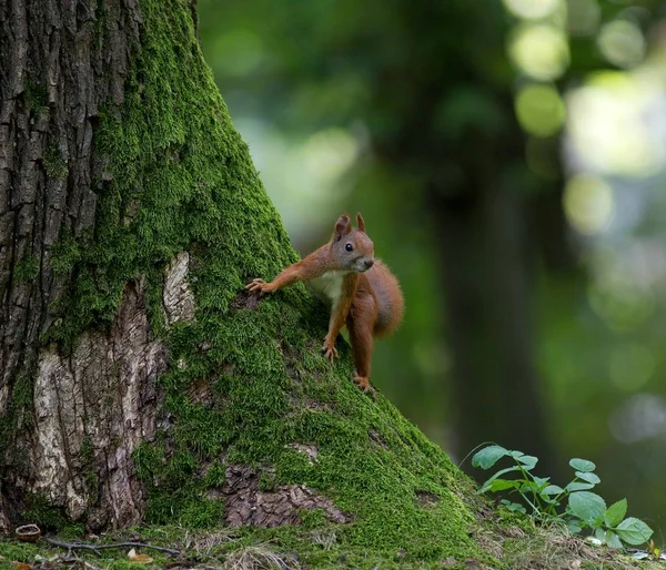 Esquilo Animal Estimação Inteligente Quatro Pernas Lado Uma Árvore Parque — Fotografia de Stock