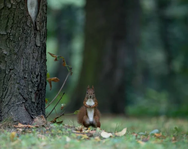 Ekorre Söt Djur Står Två Ben Bredvid Ett Träd Park — Stockfoto