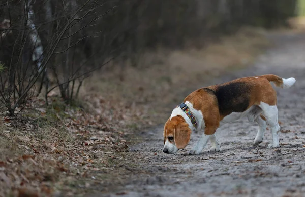 Porträt Eines Schönen Beagle Hundes Freund Des Hauses Vollblut Hund — Stockfoto